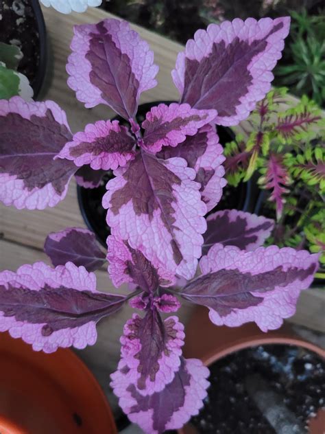 Coleus Pink Tuna An Unusual Shade Of Pink That Most Pink Coleus Dont