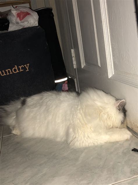 My Cat Sleeps With Head Against A Wall Please Help Thecatsite