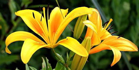 20 Plantas Con Flores Amarillas 🥇 【top De Cuidados】 Fotos 2022