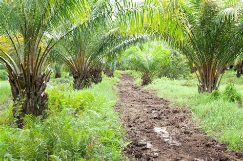 Albertsons Companies Builds On Commitment To Source Sustainable Palm