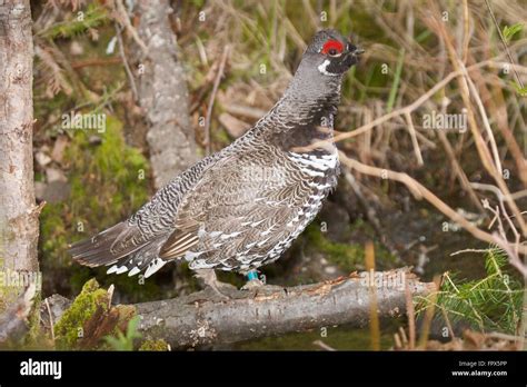 Spruce Grouse A Bird Of The North American Boreal Forests Stock Photo
