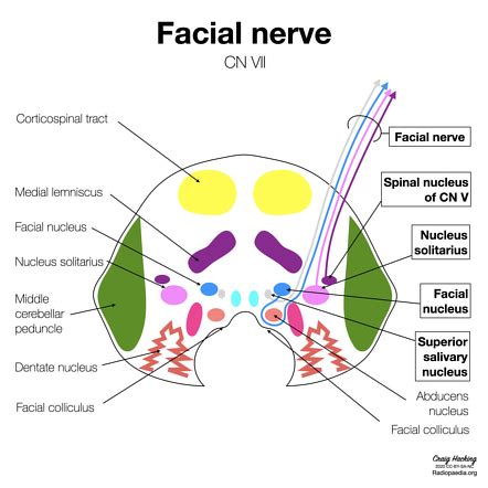 Inside productions is a financial services company based out of 503 lenora st, seattle, washington, united states. Bookbrain Stem Nuclei : The brainstem regulates vital cardiac and respiratory functions pons ...