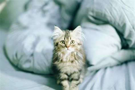 So while your cat is less itchy. Miliary Dermatitis In Cats - toxoplasmosis