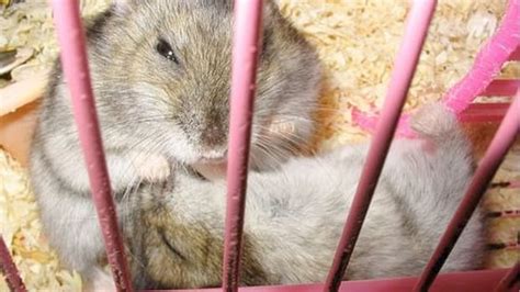 Pet Hamsters Pethelpful By Fellow Animal Lovers And Experts