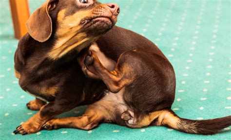 Cortisone For Dogs Uses Side Effects Safety And More