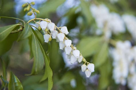 How To Grow And Care For Japanese Pieris