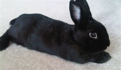 Black Rabbit Breeds 11 Black Pet Rabbit Breeds Hutch And Cage
