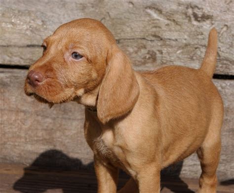 Wirehaired vizslas are easy to handle. Wirehaired Vizsla Info, Temperament, Puppies, Pictures