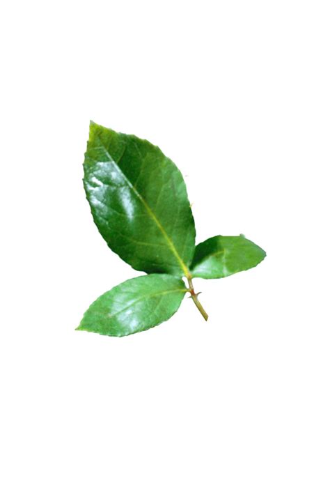 Explore free leaf png images & leaf transparent images on vhv.rs. Leaves PNG Image Transparent | PNG Arts