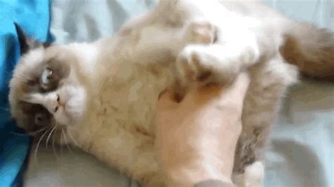 Cat Scratching  Find And Share On Giphy