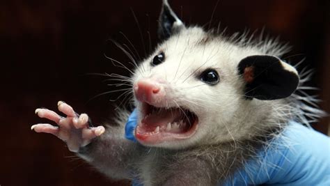 We did not find results for: Are opossum and possum the same thing? Are they pronounced ...