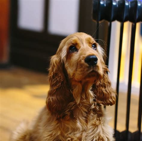 Loose, wooly, spiral, wavy, etc… this hinges on hair density, length, and growth patterns. 14 Curly-Haired Dogs That'll Have the Same 'Do As You in ...
