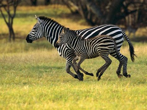 Zebras Running Free Animals Of Africa Photo 33797735