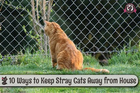 You may already have a fence and are finding it to be no help in keeping cats away from plants. 10 Ways to Keep Stray Cats Away from House | Sweetie Kitty ...