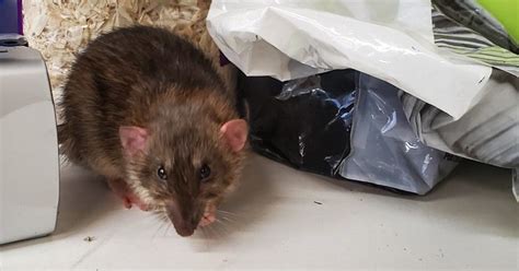 Rodent Proofing Your Home In 4 Simple Steps Bc Spca
