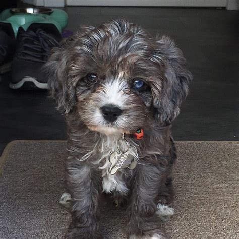 Cavapoos do not require much exercise if you're looking to get a puppy with a specific appearance, expect to pay more than $2,000. Latest News Archives - Glendream Cockapoos