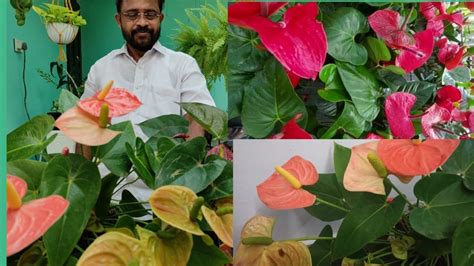 Easiest Way To Propagate Anthuriumindoor Plant Anthurium Plant Care