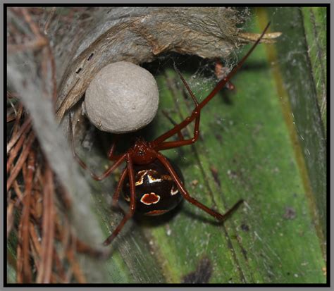 Red Widow Spider Latrodectus Bishopi Photo Daniel D Dye Photos At