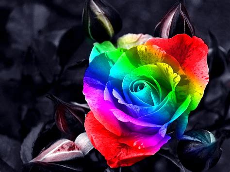 Rainbow Roses Garden