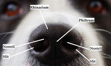 Why Do Dogs Have Slits On The Sides Of Their Nose Dog Discoveries