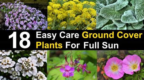 17 Great Ground Cover Plants For Full Sun Including Pictures