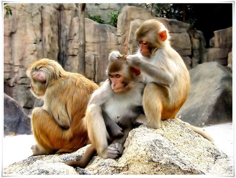 foto lucu binatang monyet terbaru display picture unik