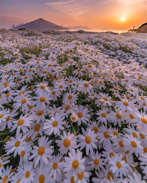 Daisy Field Garden Nature Aesthetic Nature Photography Sky Aesthetic