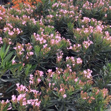 Oleander Petite Pink Harlow Gardens