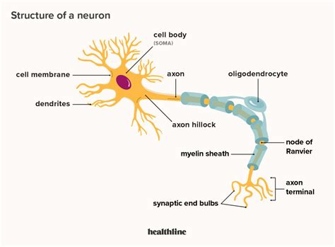 What Is A Neuron Diagrams Types Function And More