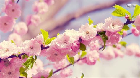 Anime Cherry Blossom 80 Wallpapers Adorable Wallpapers