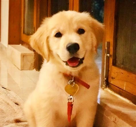 These illnesses wont show up at a certain age and any of them might occur when you least expect it. How Much Will A Golden Retriever Cost Quora