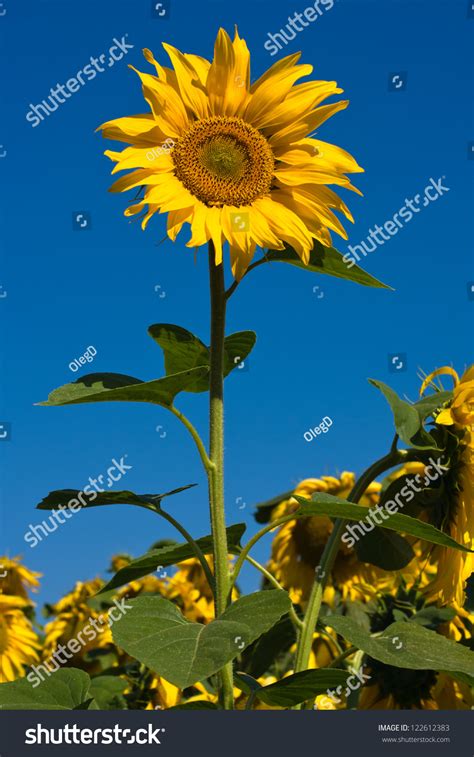 Sunflower Field Over Blue Sky In Ukraine Stock Photo