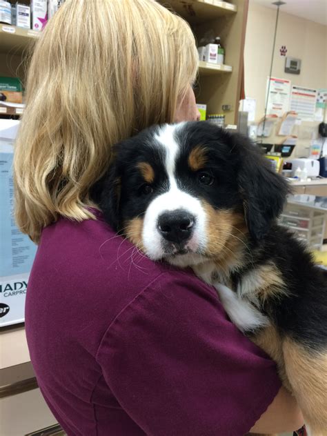 Aaugie Augie Is A Baby Bernese Mountain Dog That