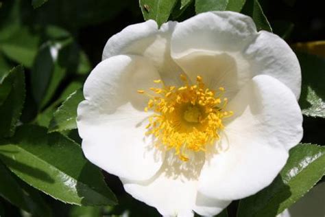 It grows best when not in full sun and likes moisture. Georgia State Flower | Cherokee Rose