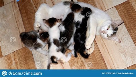 Cat Is Breastfeeding A Cat With Four Nursing Kittens Stock Photo