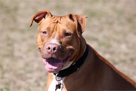 Federal Appeals Court Upholds Iowa Citys Ban On Pit Bulls Courthouse