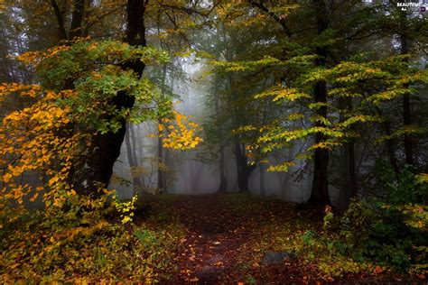 Trees Forest Yellowed Fog Autumn Viewes Leaf Beautiful Views