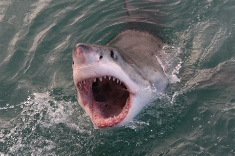 The Movie Jaws Was Inspired By A Real Life Shark That Caused A Complete Panic In The Northeast