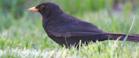 Into the light of the dark black night. Blackbird Singing in the Dead of Night... - 10,000 Birds