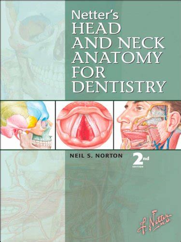Pdf Netters Head And Neck Anatomy For Dentistry Netter Basic