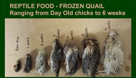 Check spelling or type a new query. Illawarra Quail: Reptile Food
