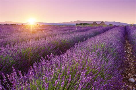 Stunning Pictures Of Lavender Fields Fubiz Media