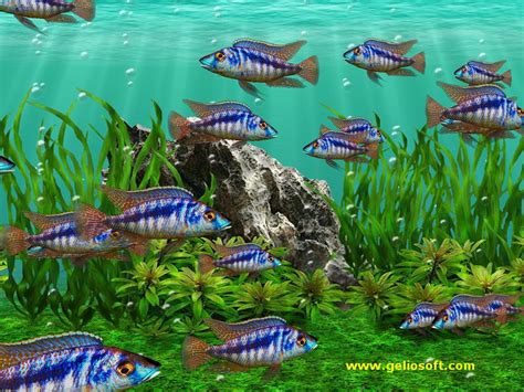 50 Free Fish Tank Wallpaper Screensavers On Wallpapersafari