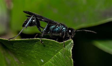 Nearctic Blue Mud Dauber Wasp From Washington County Vt Usa On July