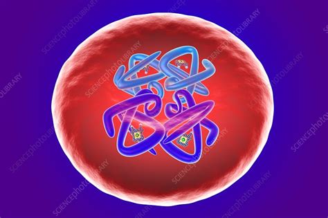 Red Blood Cell Structure Illustration Stock Image F0185394