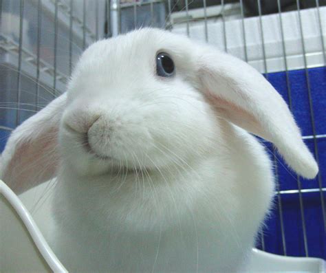 Holland Lop Blue Eyed White Bunny Rabbit Usa