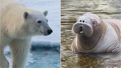 Polar Bear Eating Baby Seal
