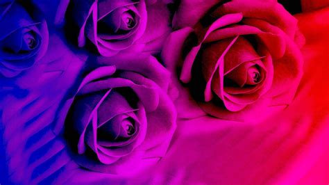Download Neon Pink And Blue Roses Wallpaper