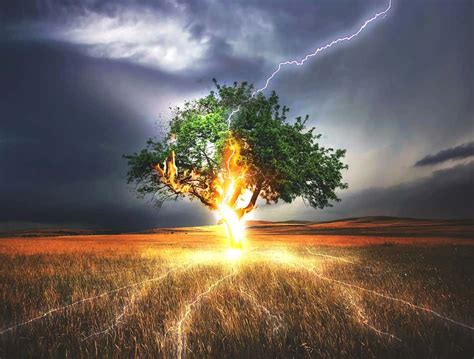 Why Does Lightning Sometimes Cause Trees To Explode Science Abc