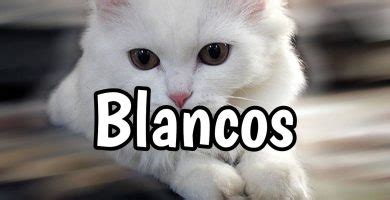 Bebes Blanco Gatitos Tiernos